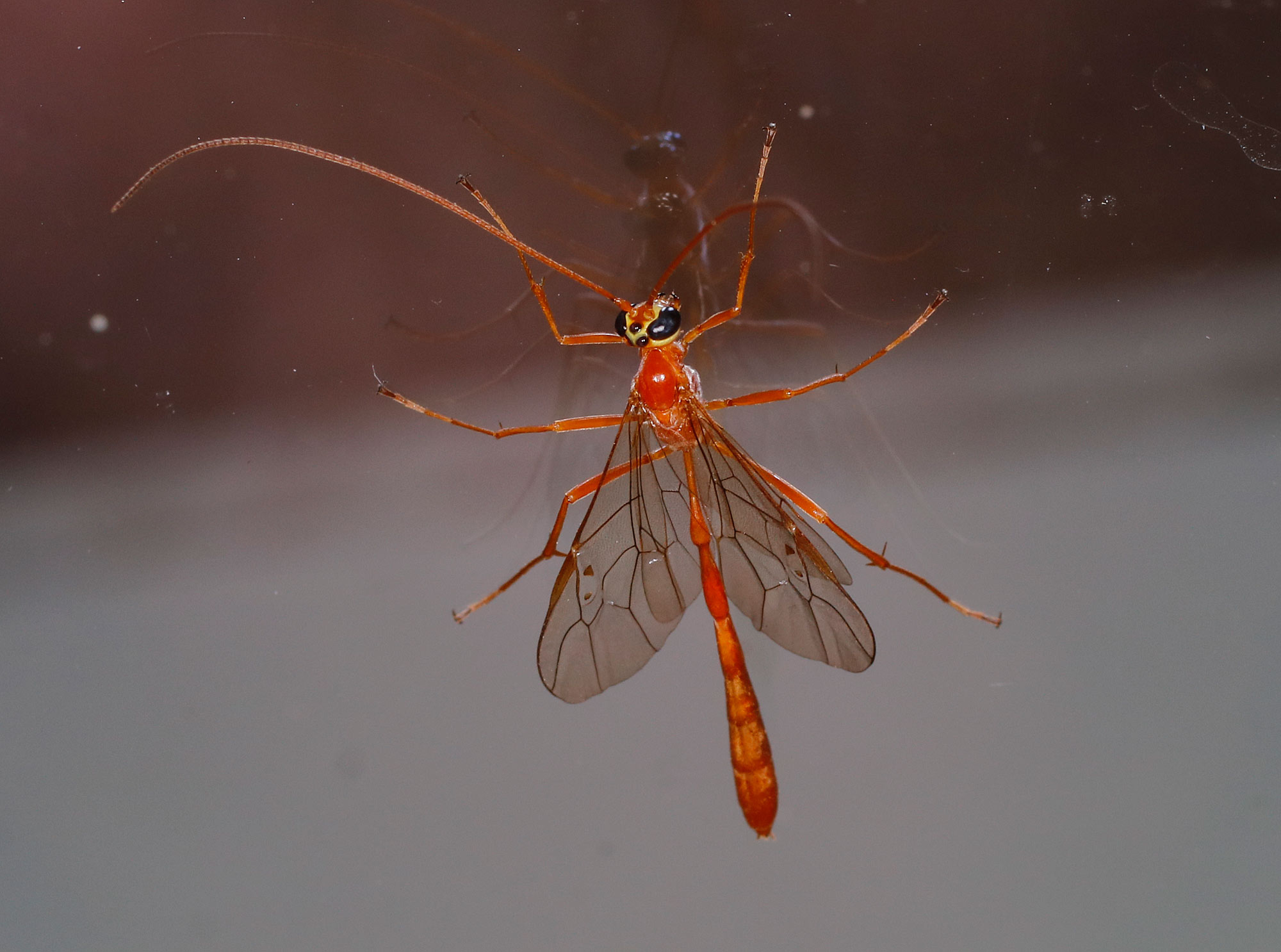 Ichneumonidae: Enicospilus da identificare